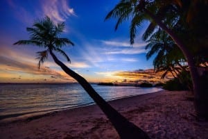 Beach Sunset With Palm Trees